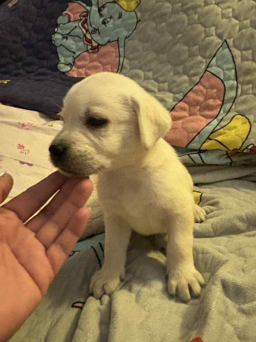 Labrador cu pedigree