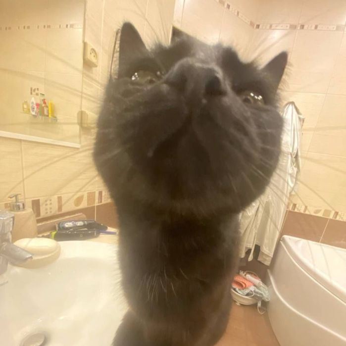 Выгул питомцев собак/кошек и т.д