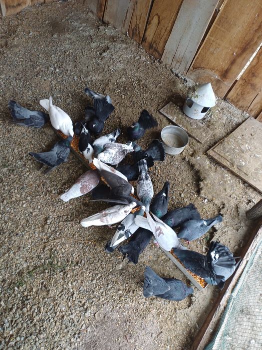 Vând 26 porumbei toți 600 lei