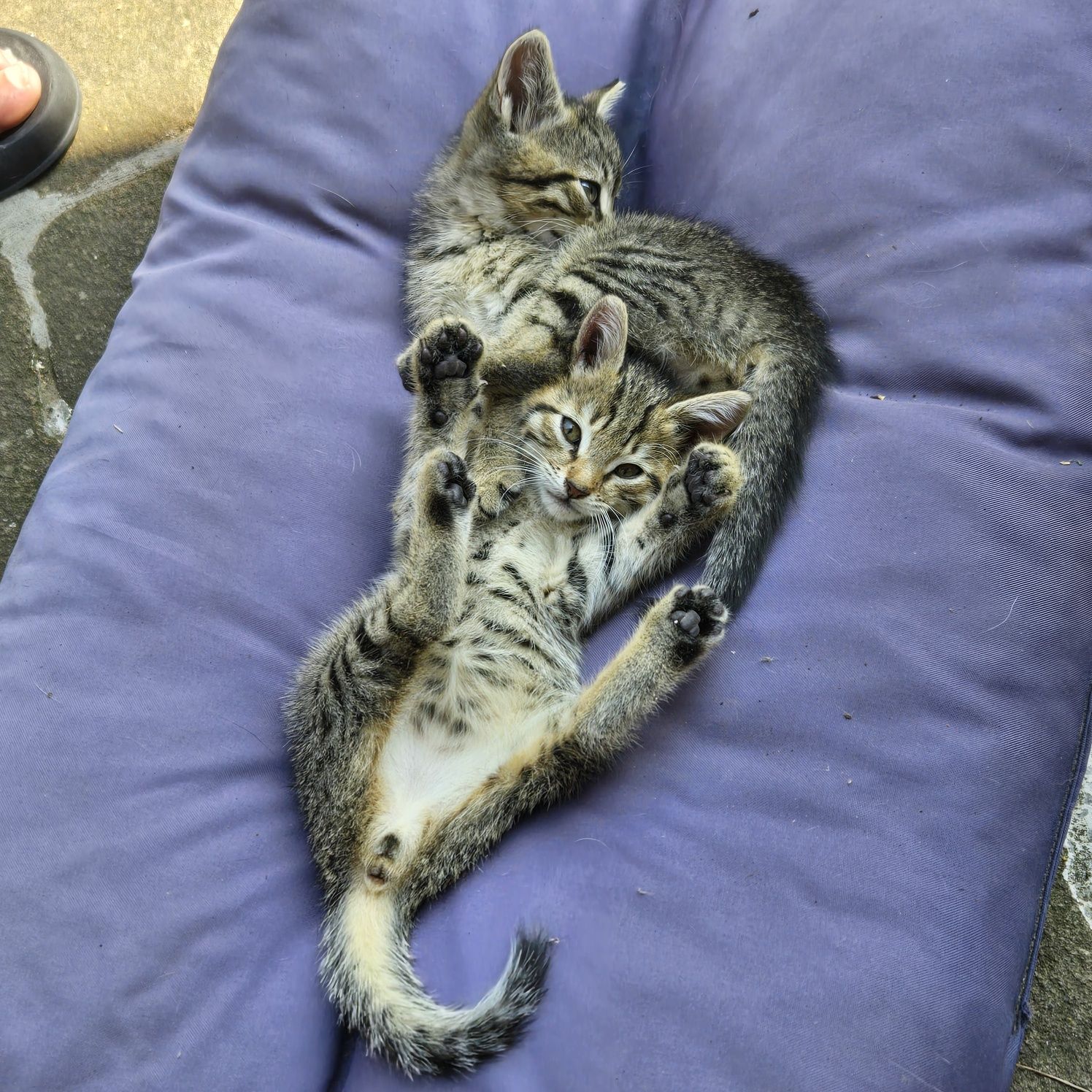 Котета търсят дом