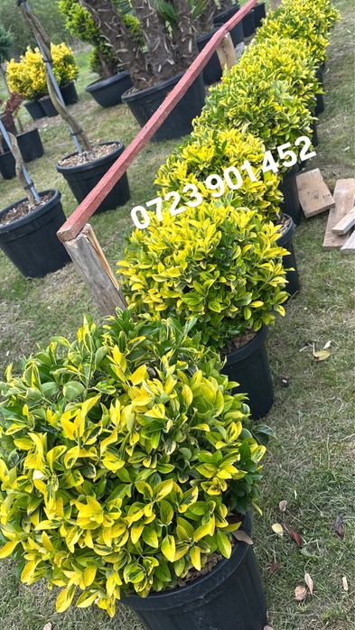 Plante ornamentale de diferite varietatii