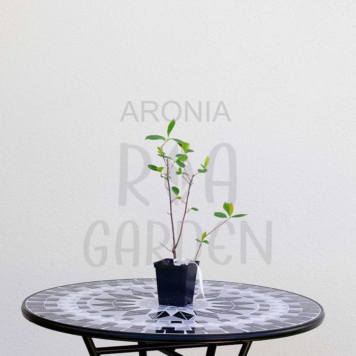 Arbuști fructiferi – Afin, Agriș, Amelanchier, Aronia, Coacăz, Dud!