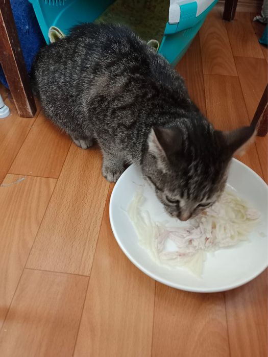 Котенок/ девочка