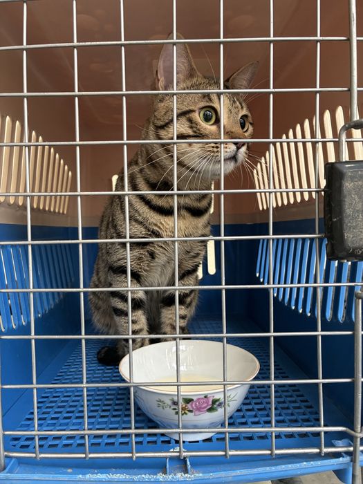 Продаётся Бенгальский кот