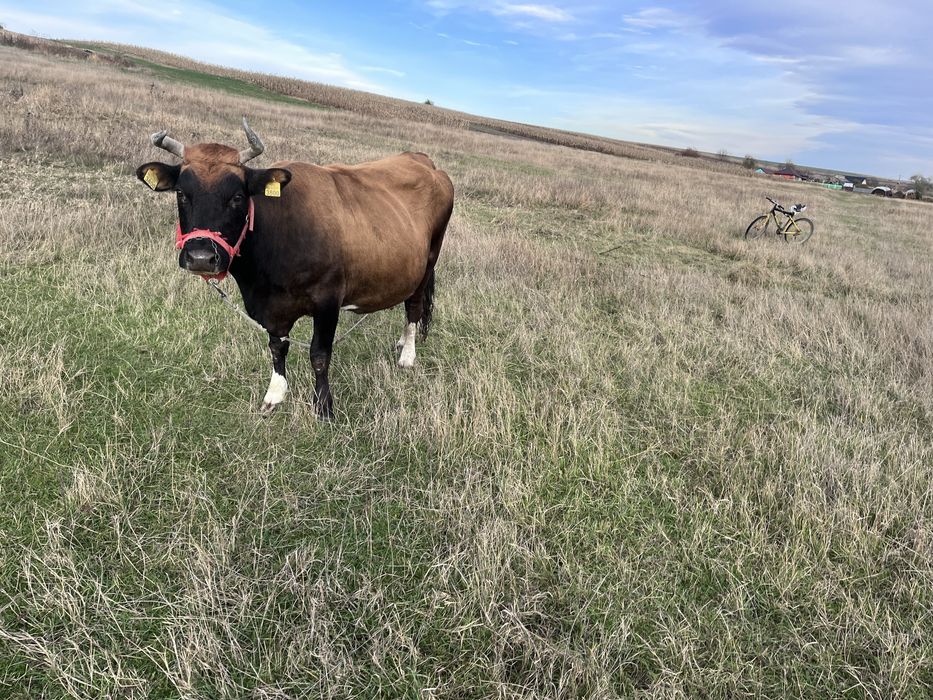 Vând Vacă  de 7 ani