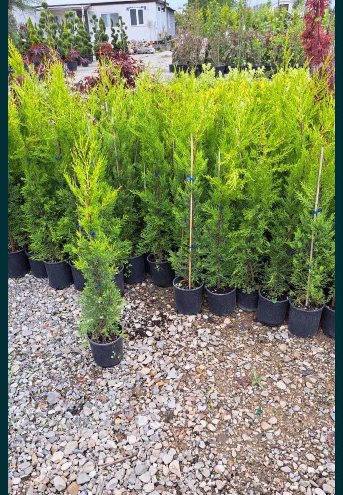 Plante ornamentale de diferite varietatii