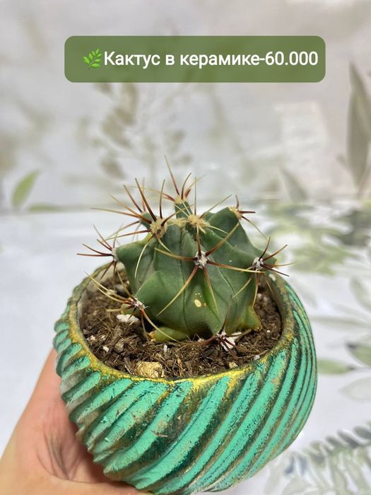 Продаётся Падакарпус, Хамедорея, Сансевиерия и др