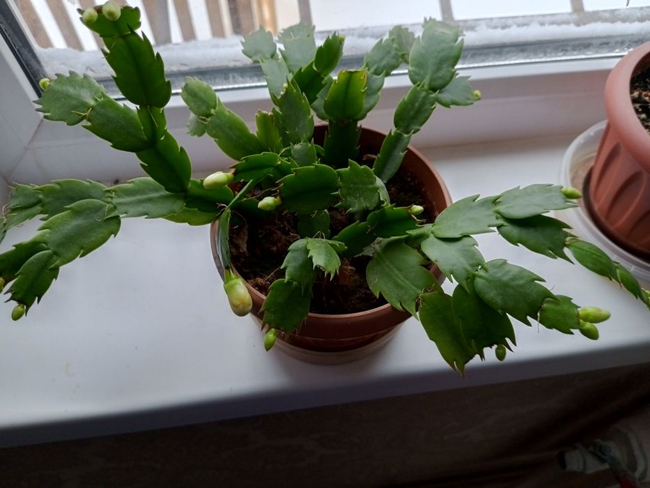 Комнатные растения