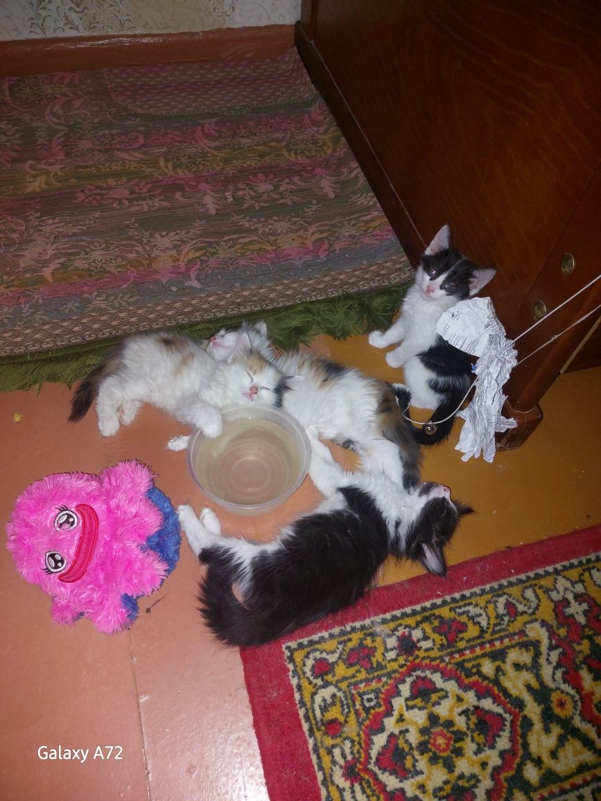 Котята в добрые руки