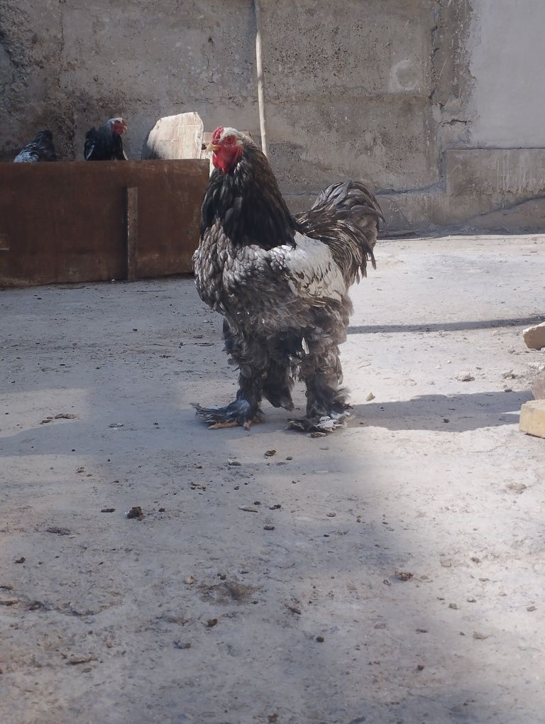 Брама тухумлари сотилади