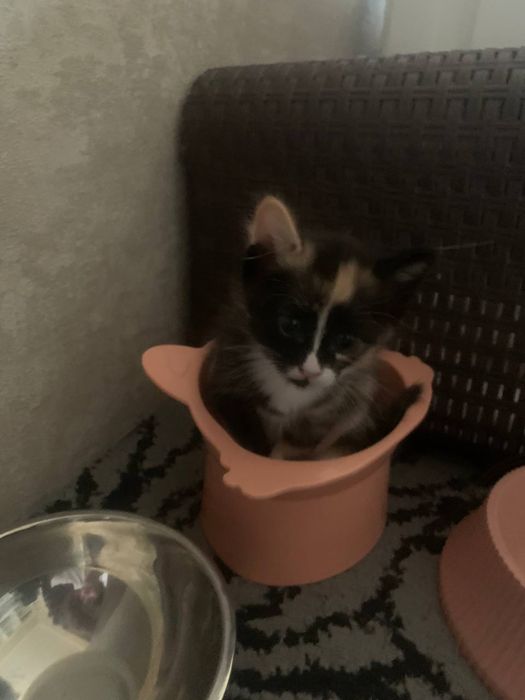 Котенок (1 месяц)