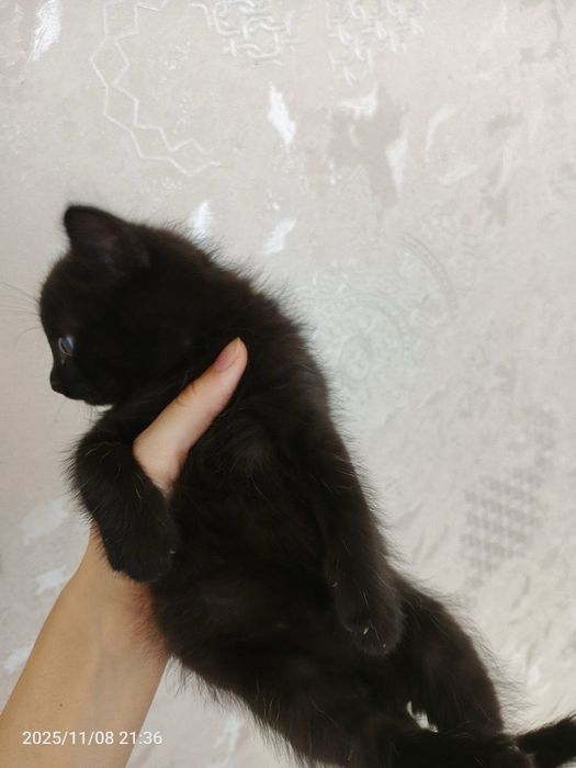 Котенок малчик в поисках дома , Ташкент!