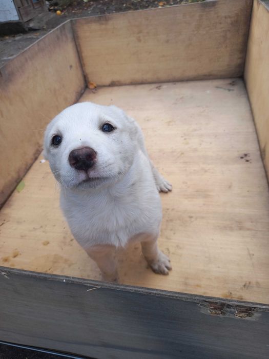 Породистые щенки, очень дешево