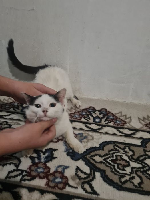 Mushuk o‘z egasini kutmoqda