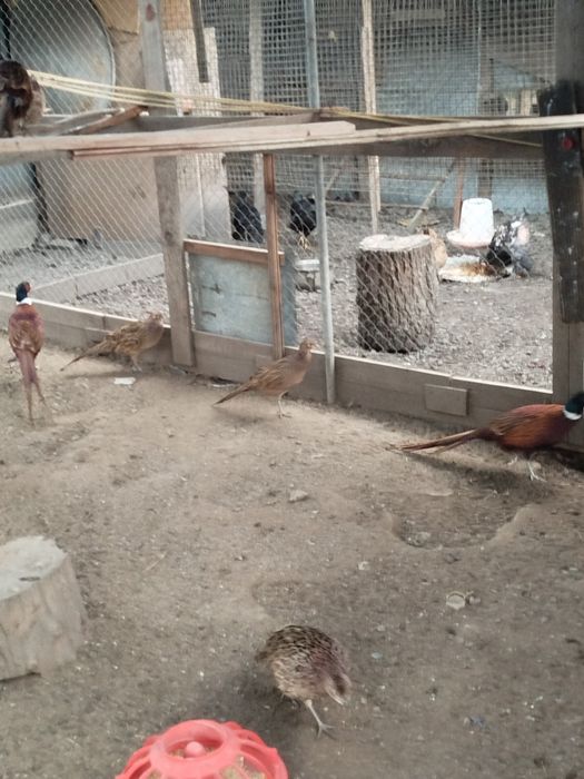 Продам Промысловых фазанов парочек