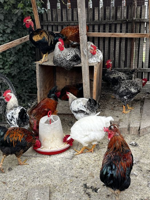 Vând cocoși de casă!