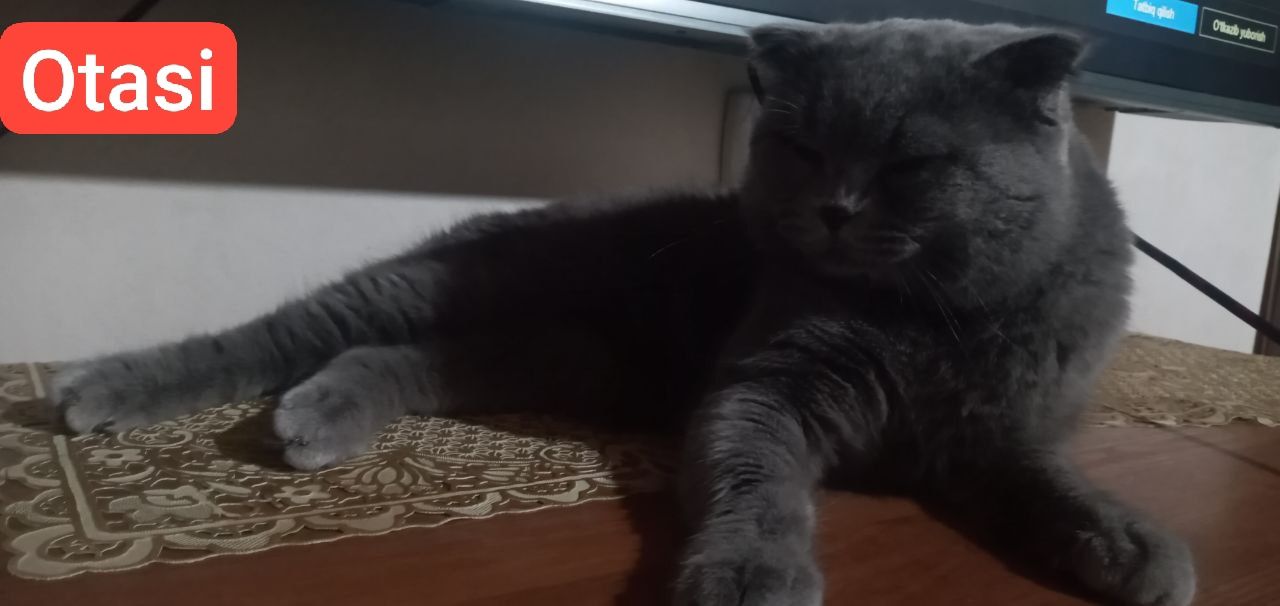 Продается котёнок