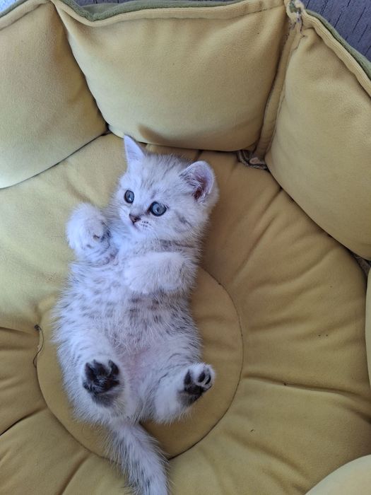 Серебристый шиншилл