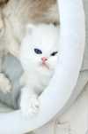 Pisica british longhair