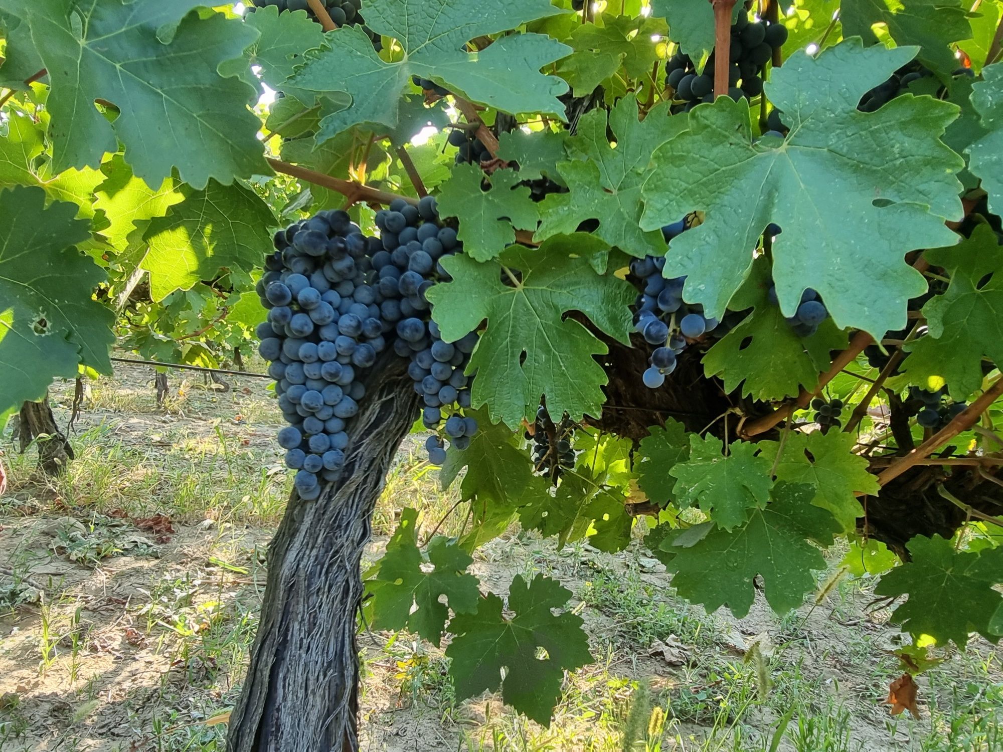 Struguri Cabernet Sauvignon