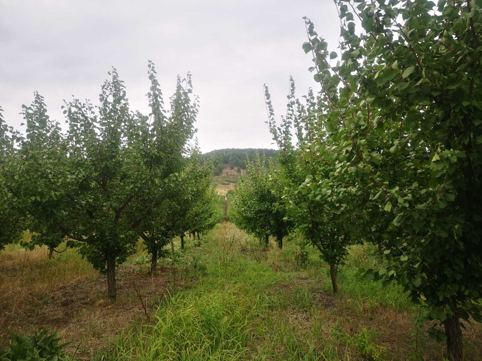 Vand livada cu varsta de 6 ani - 2.35ha