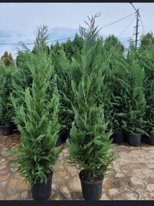Leylandii cupresocypars la pret minim garnata plante ornamentale