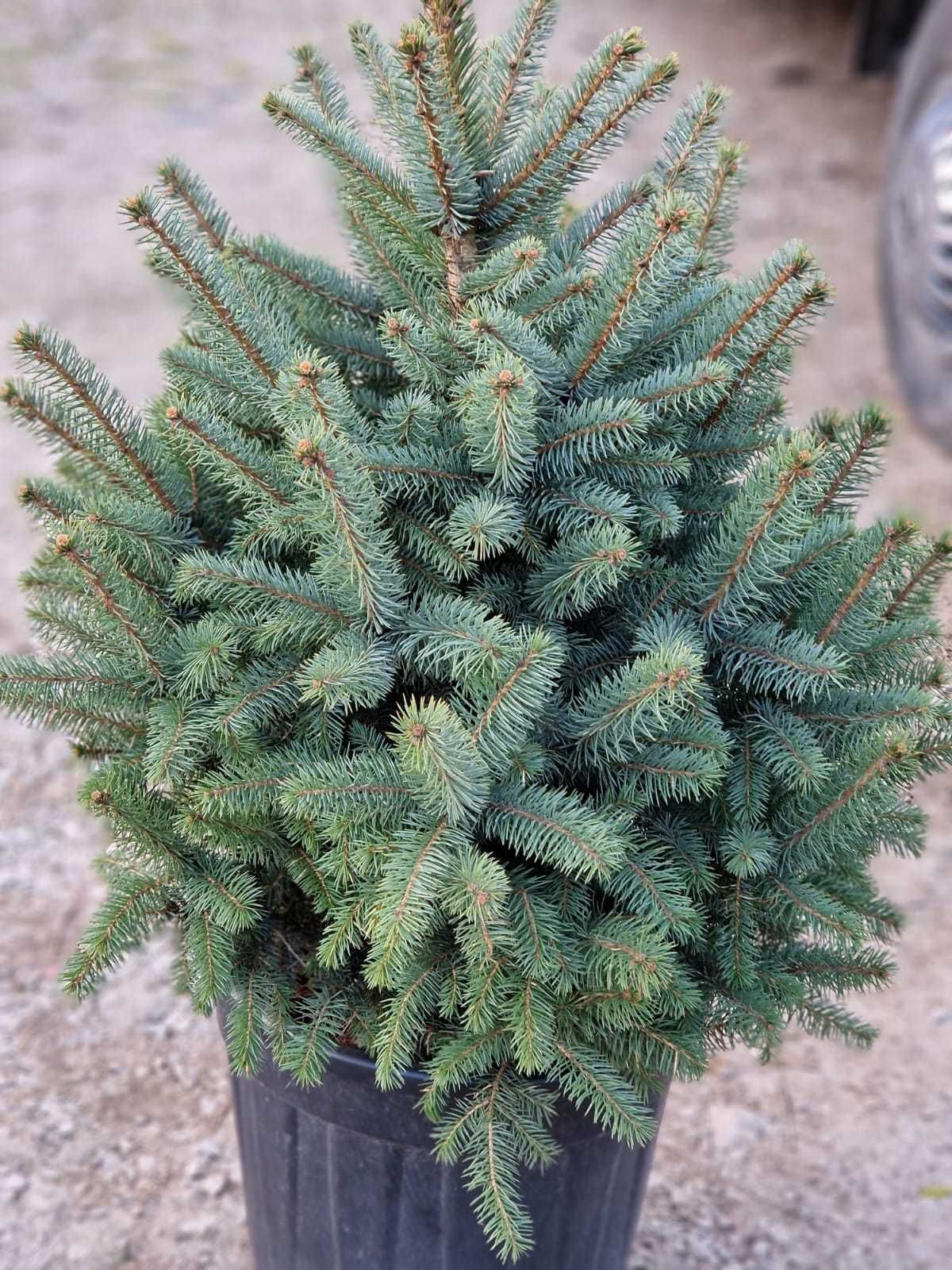 Verde viu tot anul – plante ornamentale pentru toate sezoanele