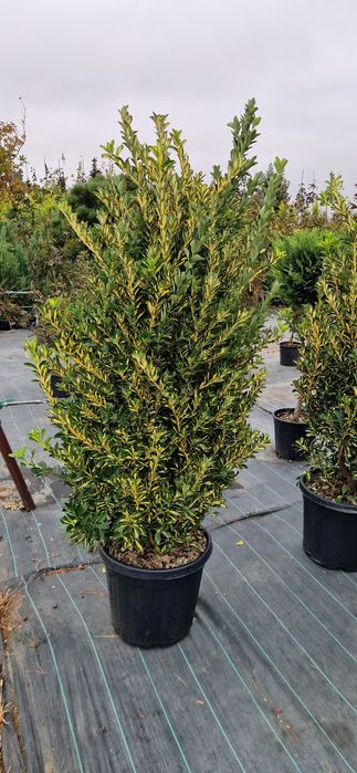Cupressocyparis leylandi gold- Euonymus- Photinia - Enupar tarator