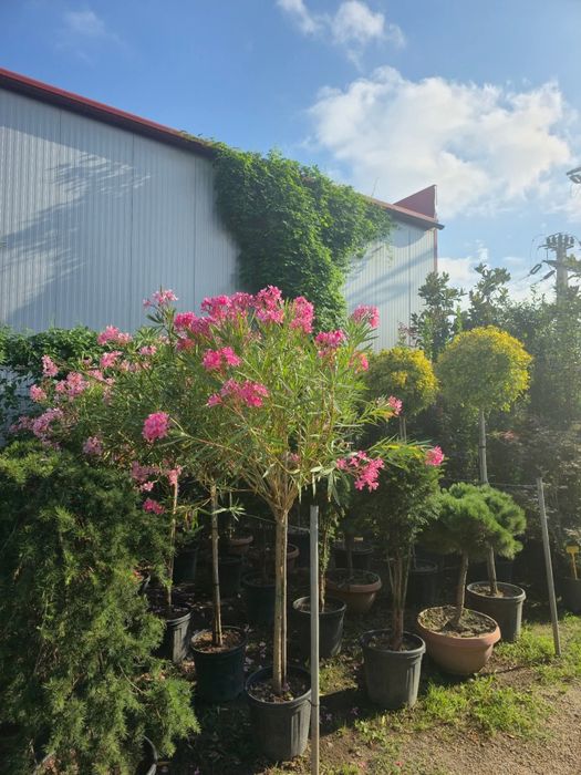 Vând plante ornamentale la oferta