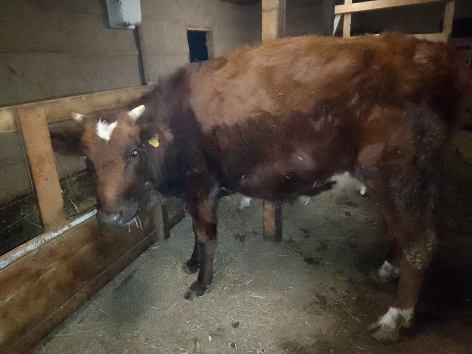 Продам корову