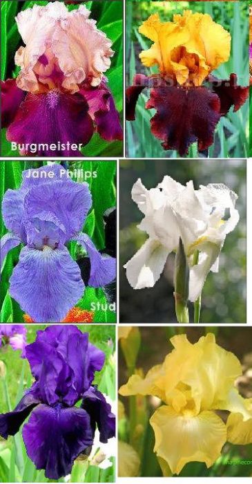 stanjenei negrii, rosii, roz/alte culori  irisi germanici/10buc=200Lei