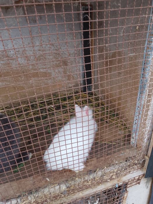 Vănd iepurași cap de leu