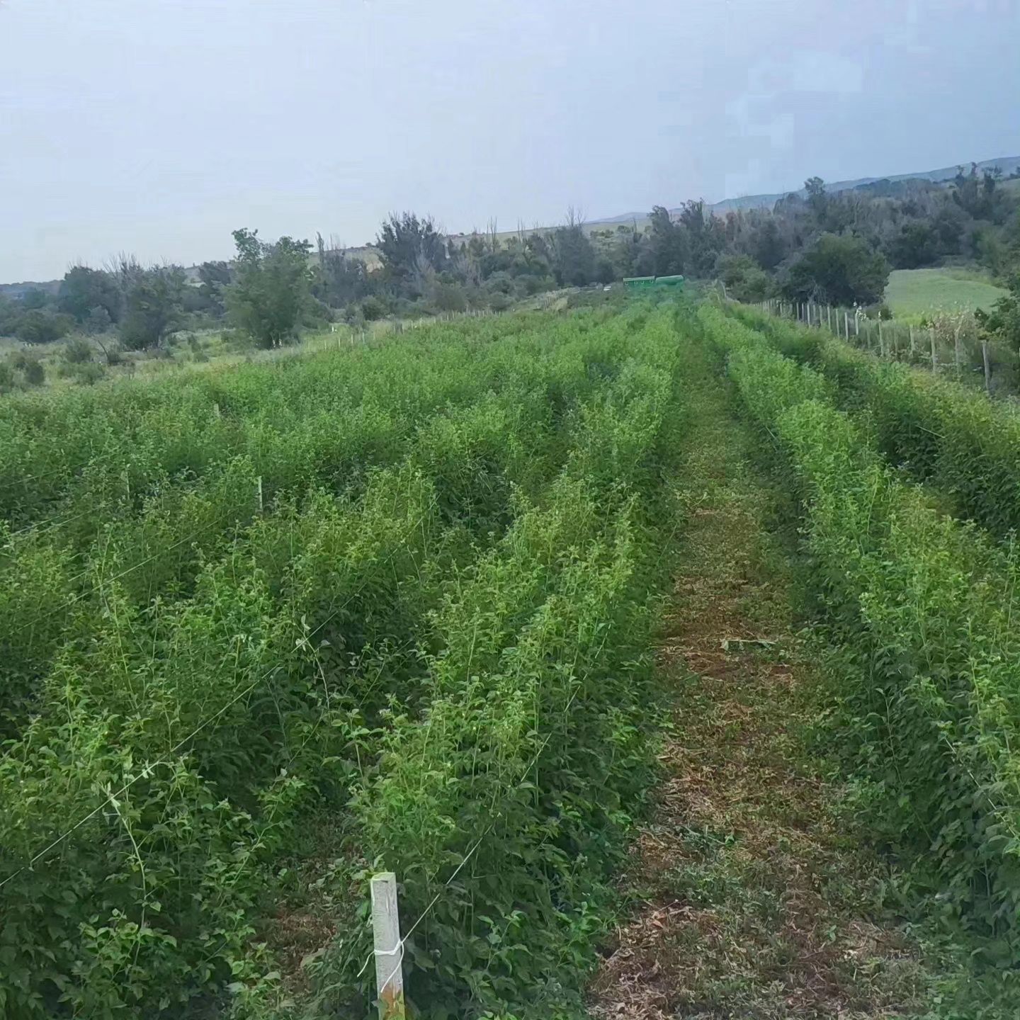 Земля 1 ГА, выкуплена