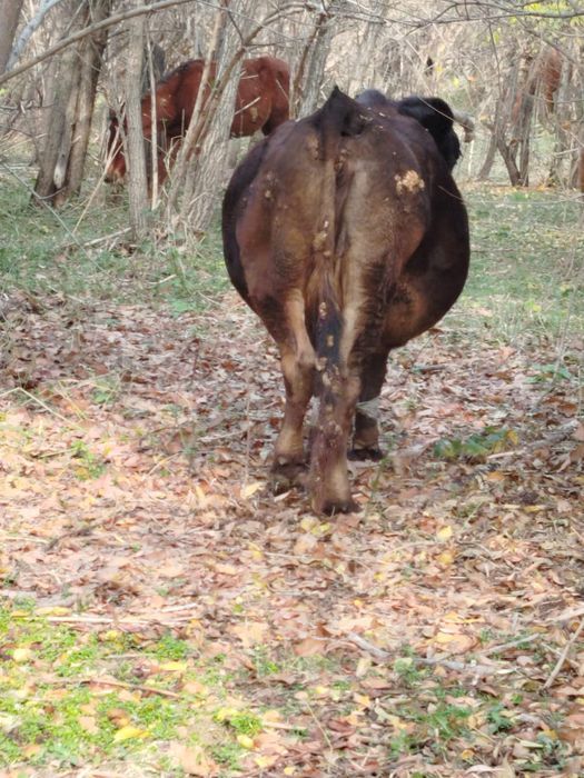 Продам дойную корову.