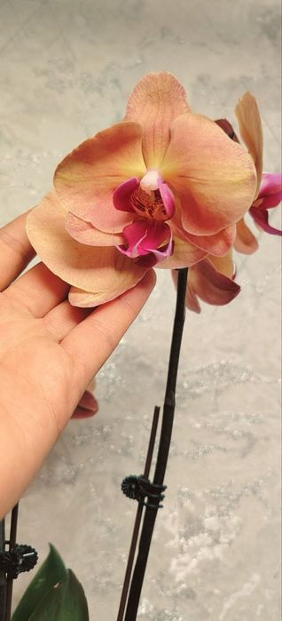 Орхидеи Phalaenopsis