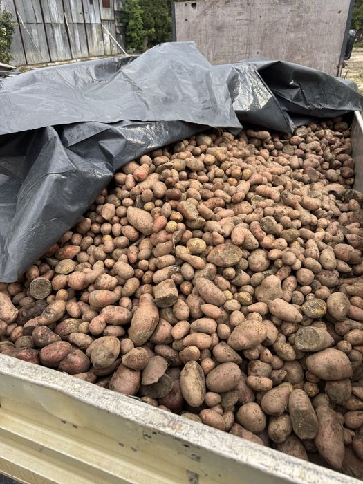 Cartofi animale( substas) porci