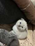 Pisica scottish fold