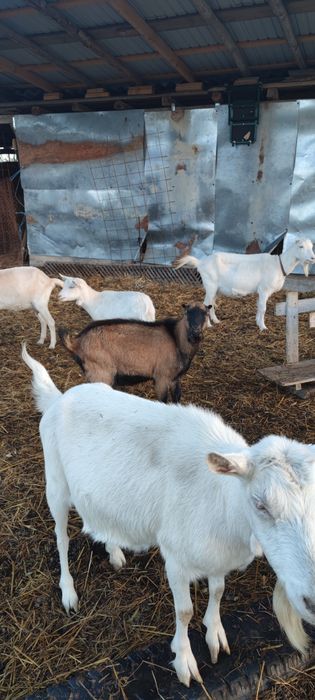 Tapisor alpin de 9 luni.