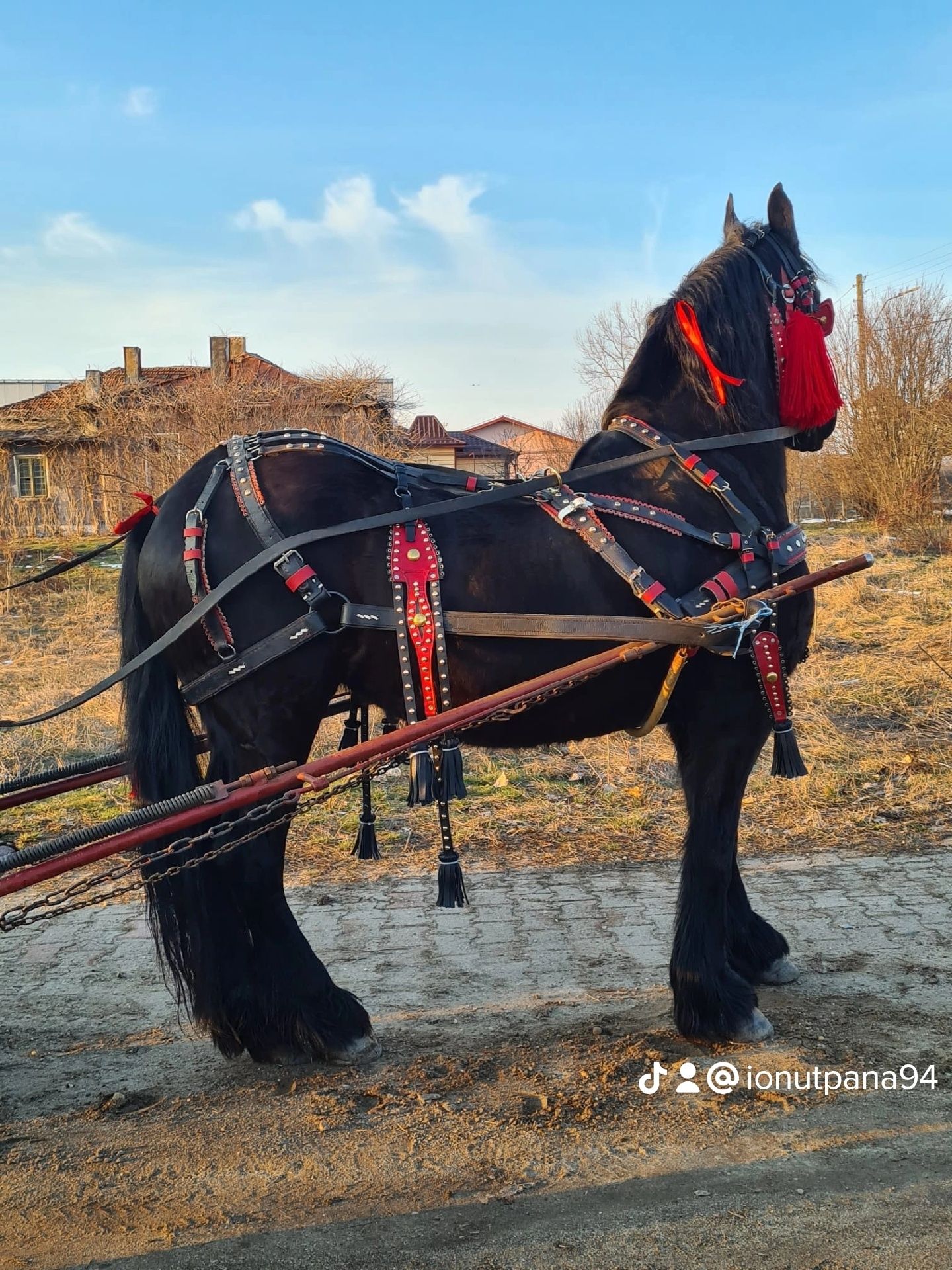 Iapă Friz cu Trăsură din lemn întreținută