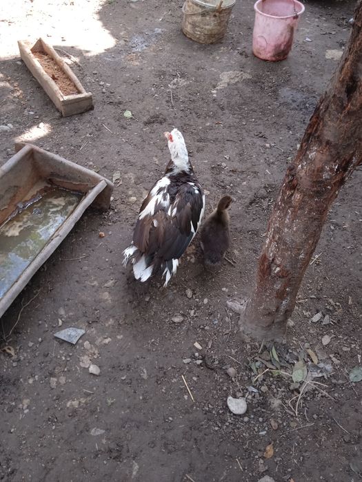 Продаю утка и с мамой