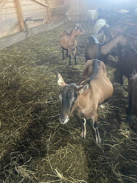 Vand capre alpina franceza