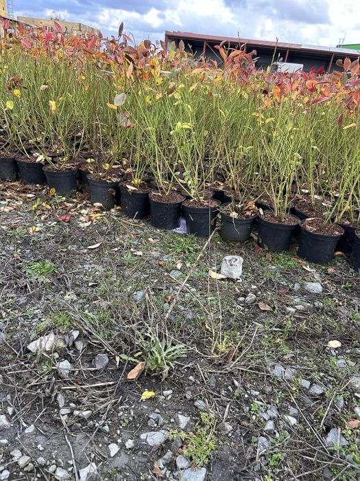 CHANDLER Боровинки 3 годишни