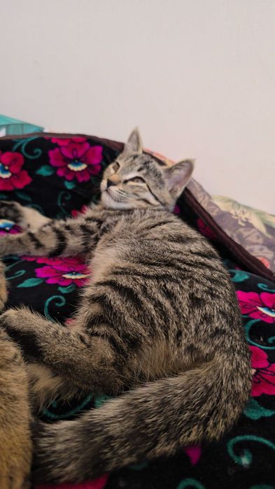 Отдам даром котята