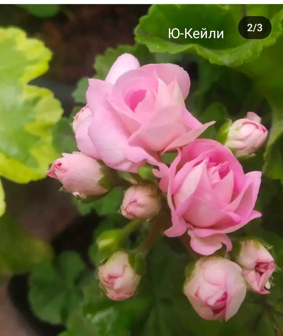 Пеларгония сорта Ю-Кейли