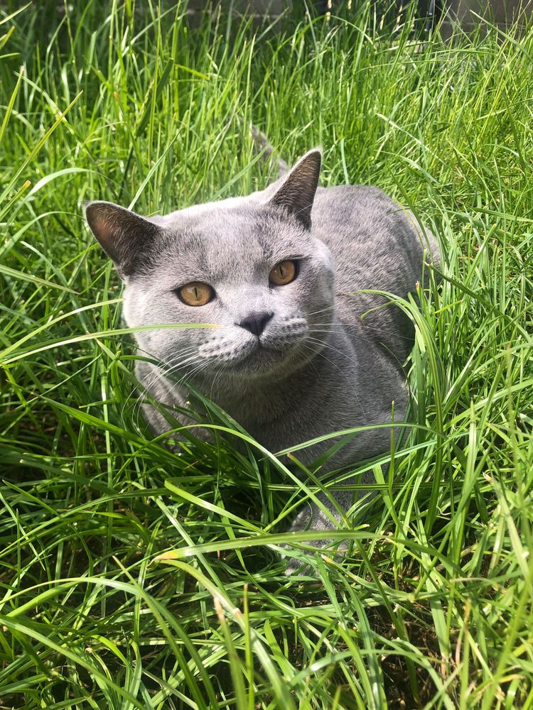 Vând british shorthair