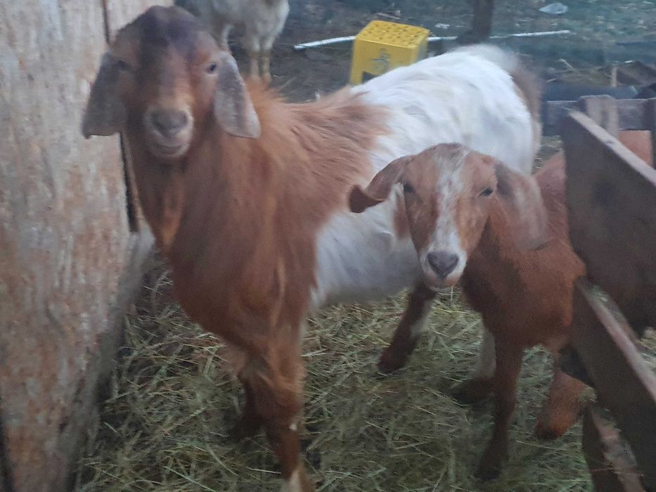 Vind Tap Anglonubian