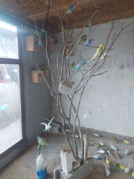 Vindem papagali diferite  culori