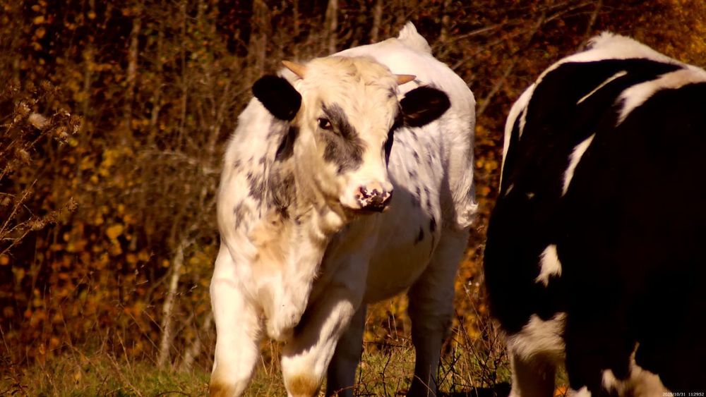 Vând viței belgieni crescuți în libertate