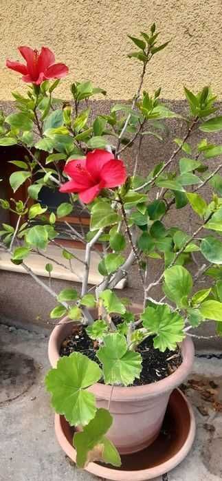 Trandafir japonez matur, Hibiscus Tropical Red, înălțime 90 cm