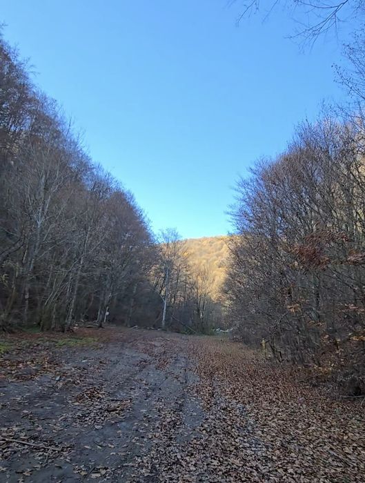 Vând pădure fag, gorun, amestec în Balta Mehedinți 14 ha - 28 ha